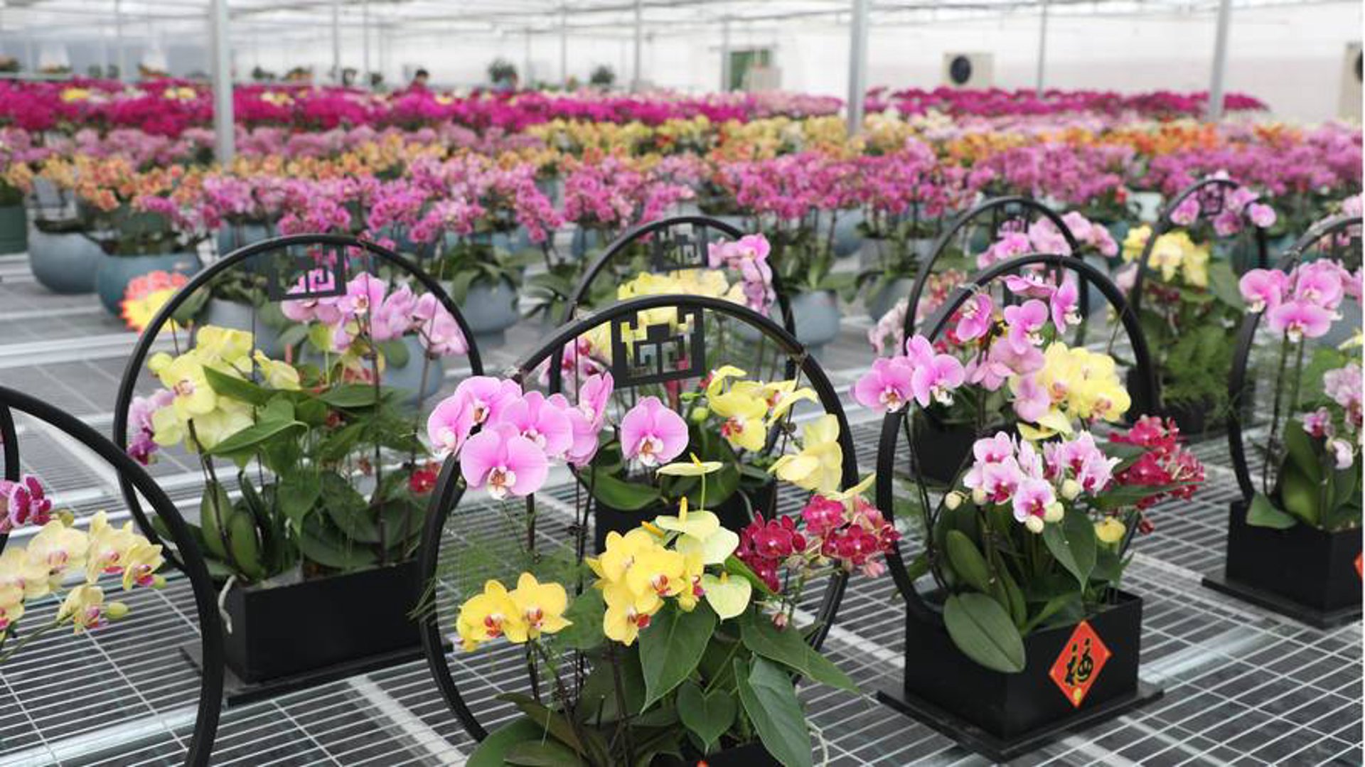 花韵坊花卉